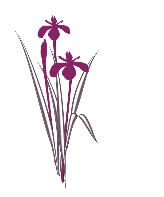 iris 802865 640